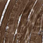 STBD1 Polyclonal Antibody