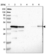 STBD1 Antibody in Western Blot (WB)