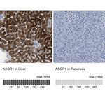 ASGR1 Antibody in Immunohistochemistry (IHC)