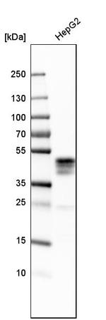 ASGR1 Antibody in Western Blot (WB)