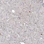 PRR12 Antibody in Immunohistochemistry (Paraffin) (IHC (P))