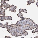 Monoacylglycerol Lipase Antibody in Immunohistochemistry (IHC)