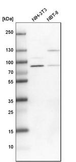 PARN Antibody in Western Blot (WB)