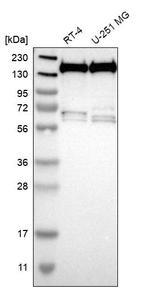 THRAP3 Antibody in Western Blot (WB)