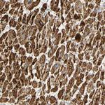 OXCT1 Antibody in Immunohistochemistry (Paraffin) (IHC (P))