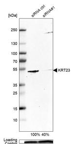 Cytokeratin 23 Antibody