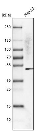 Cytokeratin 23 Antibody in Western Blot (WB)