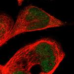 CPED1 Polyclonal Antibody