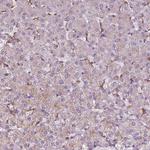 SGK223 Antibody in Immunohistochemistry (Paraffin) (IHC (P))