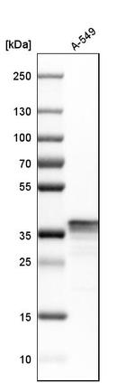 LASP1 Antibody in Western Blot (WB)