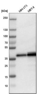 LASP1 Antibody in Western Blot (WB)