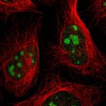 USP36 Polyclonal Antibody