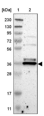 TMBIM1 Antibody in Western Blot (WB)