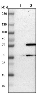 TMBIM1 Antibody in Western Blot (WB)