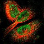 C11orf48 Polyclonal Antibody