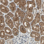 DHRS7B Antibody in Immunohistochemistry (Paraffin) (IHC (P))