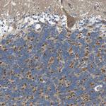 TMEM25 Antibody in Immunohistochemistry (Paraffin) (IHC (P))