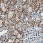 TMEM25 Antibody in Immunohistochemistry (Paraffin) (IHC (P))