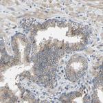 TMEM25 Antibody in Immunohistochemistry (Paraffin) (IHC (P))