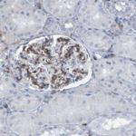 RNF182 Antibody in Immunohistochemistry (Paraffin) (IHC (P))