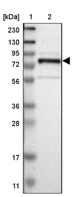 GRAMD1C Antibody in Western Blot (WB)
