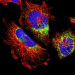 MRPL52 Antibody in Immunocytochemistry (ICC/IF)