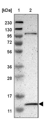 MRPL52 Antibody in Western Blot (WB)