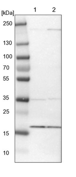 MRPL52 Antibody in Western Blot (WB)