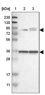 LRCH3 Antibody in Western Blot (WB)
