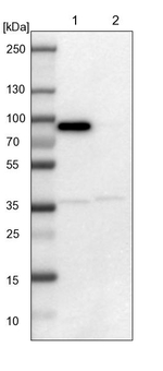 LRCH3 Antibody in Western Blot (WB)