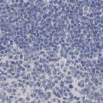 PP11 Antibody in Immunohistochemistry (IHC)