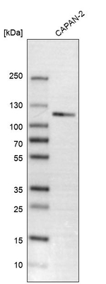 CLSTN1 Antibody in Western Blot (WB)