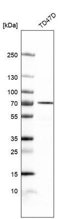NAALADL2 Antibody in Western Blot (WB)