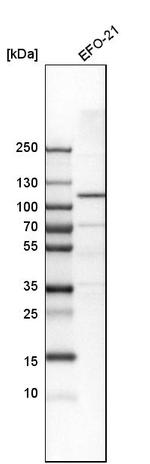 OCRL Antibody in Western Blot (WB)