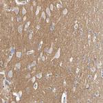 Contactin 2 Antibody in Immunohistochemistry (Paraffin) (IHC (P))