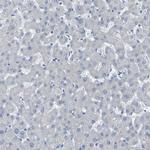 Contactin 2 Antibody in Immunohistochemistry (Paraffin) (IHC (P))