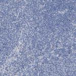 Contactin 2 Polyclonal Antibody