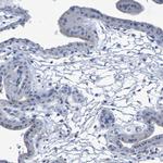 Contactin 2 Antibody in Immunohistochemistry (Paraffin) (IHC (P))