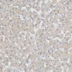 MAG Antibody in Immunohistochemistry (Paraffin) (IHC (P))