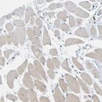 MAG Polyclonal Antibody