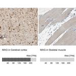 MAG Antibody in Immunohistochemistry (IHC)