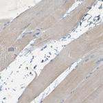 MAG Antibody in Immunohistochemistry (IHC)