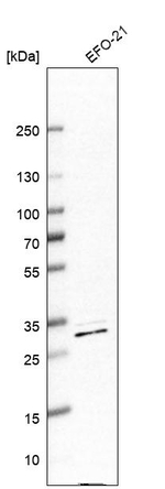 DDAH2 Antibody in Western Blot (WB)