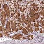 TMED6 Antibody in Immunohistochemistry (Paraffin) (IHC (P))