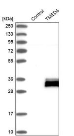TMED6 Antibody in Western Blot (WB)