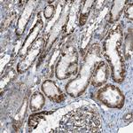 BTN3A1 Antibody in Immunohistochemistry (Paraffin) (IHC (P))