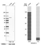GRAMD1A Antibody in Western Blot (WB)
