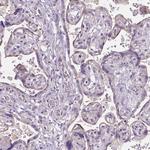 CADM4 Antibody in Immunohistochemistry (Paraffin) (IHC (P))