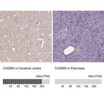 CADM4 Antibody in Immunohistochemistry (IHC)