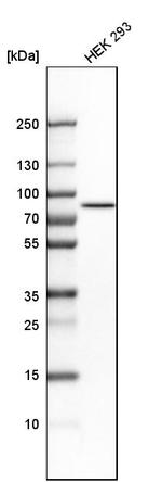 RHOT2 Antibody in Western Blot (WB)